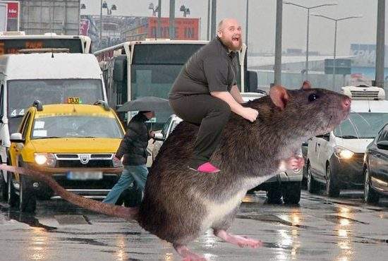 Adio, trafic! Un bucureștean a ajuns la muncă în timp util călare pe un șobolan