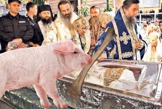 Moaştele Sf. Parascheva, mâncate de un porc adus de stăpân ca să-l ferească de pestă