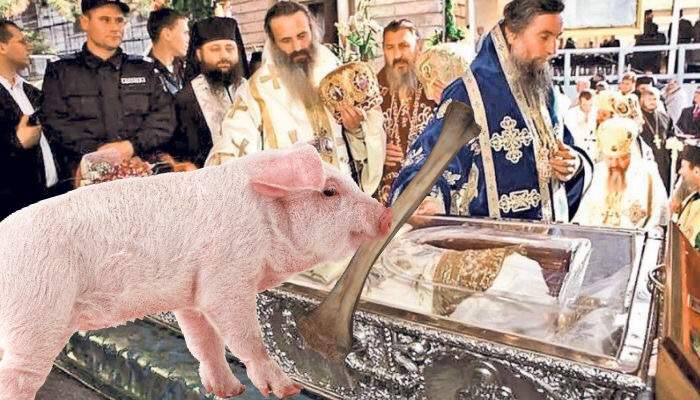 Moaştele Sf. Parascheva, mâncate de un porc adus de stăpân ca să-l ferească de pestă
