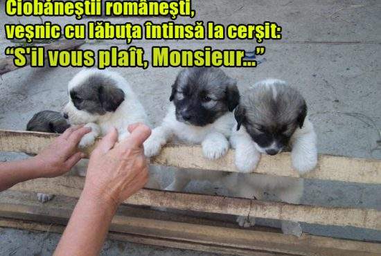 Ciobăneştii româneşti, victima glumelor rasiste la o expoziţie chinologică în Franţa!