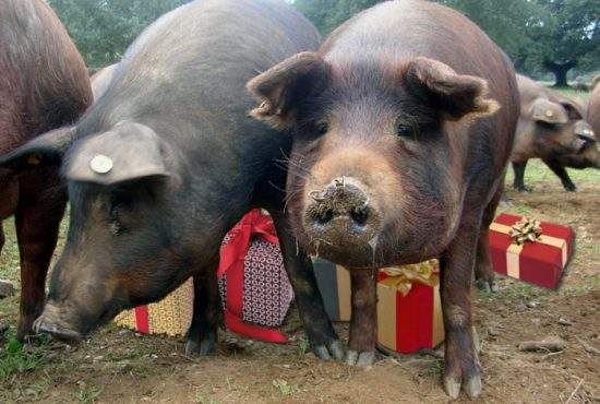 Tot mai mulţi români pun cadourile de Crăciun sub porc, nu sub brad!