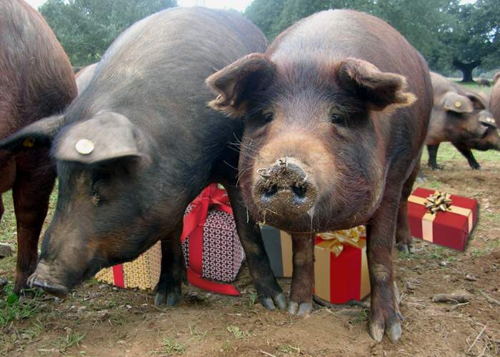 Tot mai mulţi români pun cadourile de Crăciun sub porc, nu sub brad!