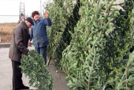 Mare atenţie în pieţe! Escrocii vând plopi pe post de brazi de Crăciun!