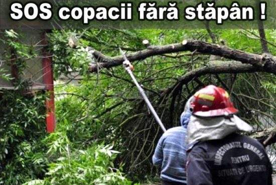 Copacii fără stăpân terorizează Bucureştiul