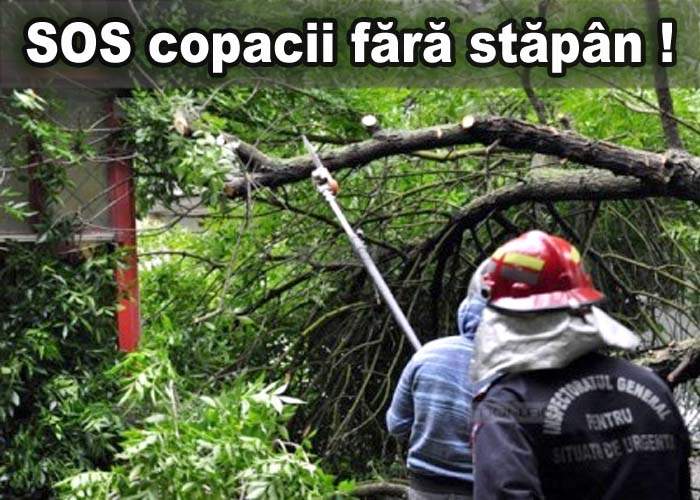 Copacii fără stăpân terorizează Bucureştiul