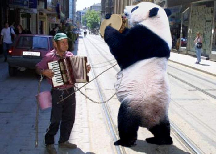 Un ţigan ursar s-a apucat să joace ursul panda!