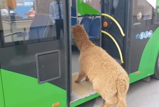Supărată c-o plimbă cu autobuzul, alpaca l-a lăsat pe Godină pentru un polițist mai bogat