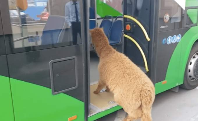 Supărată c-o plimbă cu autobuzul, alpaca l-a lăsat pe Godină pentru un polițist mai bogat