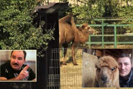 Poliţistul Godină, care are o alpaca acasă, şocat că la Nuţu Cămătaru s-a găsit o cămilă