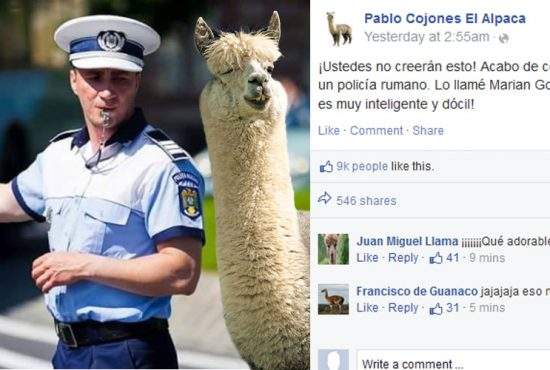 O alpaca a devenit celebră pe internet după ce şi-a luat poliţist: “E foarte inteligent!”