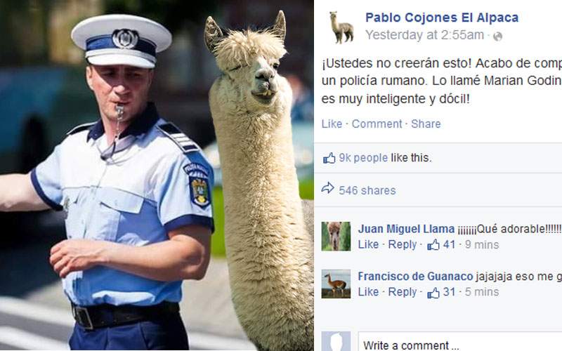 O alpaca a devenit celebră pe internet după ce şi-a luat poliţist: “E foarte inteligent!”