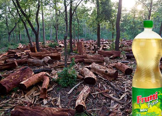 Adio, sucuri naturale! Din cauza defrișărilor excesive, arborele de E211 e pe cale de dispariție