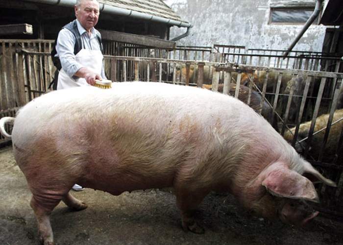 Un român avea un porc atât de mare, că a apelat la Mafie pentru a-l omorî