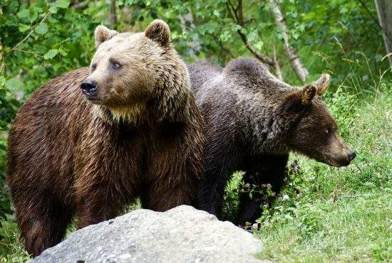 15 sfaturi în caz că eşti atacat de urs