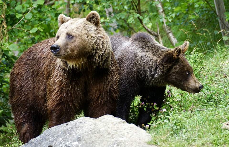 15 sfaturi în caz că eşti atacat de urs