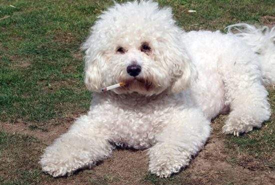 Un român şi-a învăţat câinele să fumeze şi acum trebuie să strângă şi chiştoacele după el