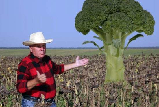 Un legumicultor imbecil a creat un broccoli imens, înalt de 4 metri