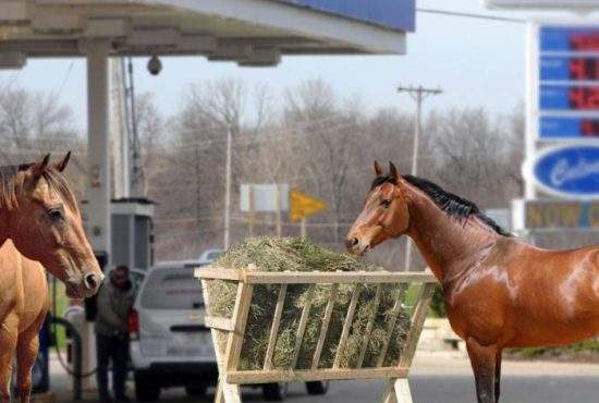 Transport ecologic! România va instala iesle pentru cai în toate benzinăriile