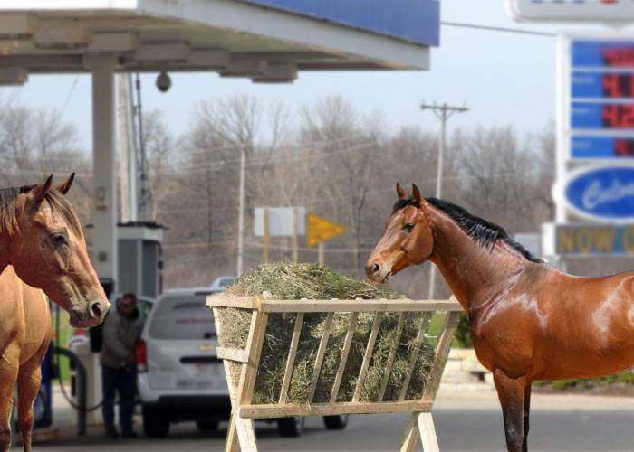 Transport ecologic! România va instala iesle pentru cai în toate benzinăriile