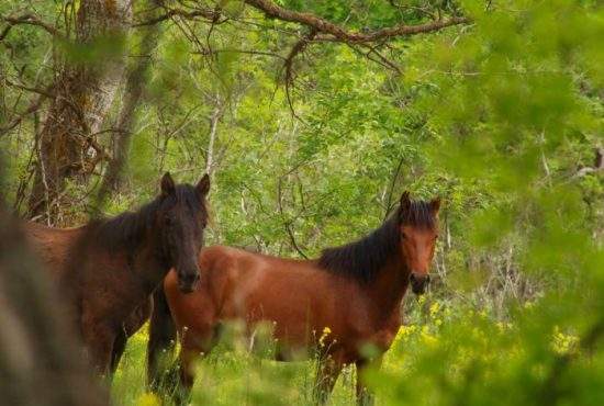 Poliția animalelor a prins la furat doi cai sălbatici