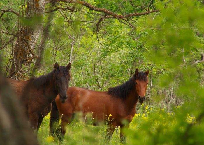 Poliția animalelor a prins la furat doi cai sălbatici