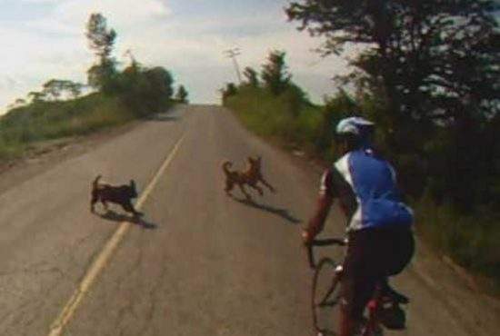 Mulţumim, Mîndruţă! Toţi maidanezii din Bucureşti au alergat după biciclişti până la mare