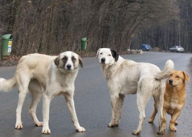 Oprescu: Câinii adunați de pe străzi vor fi duși la grădina zoologică din Băneasa