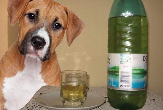 În Vaslui a fost prins un câine agresiv, care nu te lăsa în pace până nu bei ceva cu el