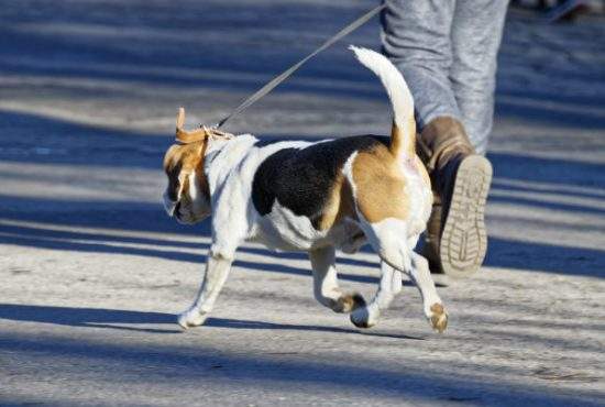 Asta înseamnă civilizaţie! Un român care a uitat pungile acasă a împins căcatul înapoi în câine