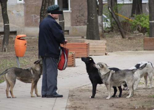 Bucureştenii iau măsuri aspre împotriva câinilor de la blocuri: „Îi vom hrăni doar o dată pe zi”