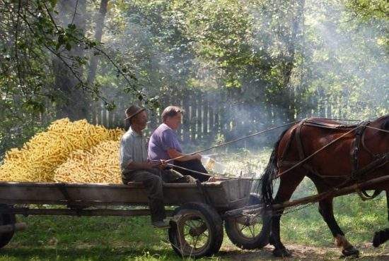 Arborele de pufuleţi s-a copt devreme anul acesta. Vom avea două recolte de pufuleţi!