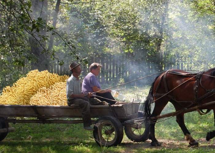 Arborele de pufuleţi s-a copt devreme anul acesta. Vom avea două recolte de pufuleţi!