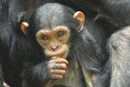 Studiu. Maimuţele cred în creaţionism, pentru că refuză să creadă că din ele au ieşit români