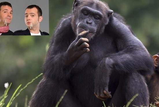 Reacție demnă a unui cimpanzeu de la Zoo Băneasa: ”Nu mă cobor la nivelul lui Buzdugan și Morar”