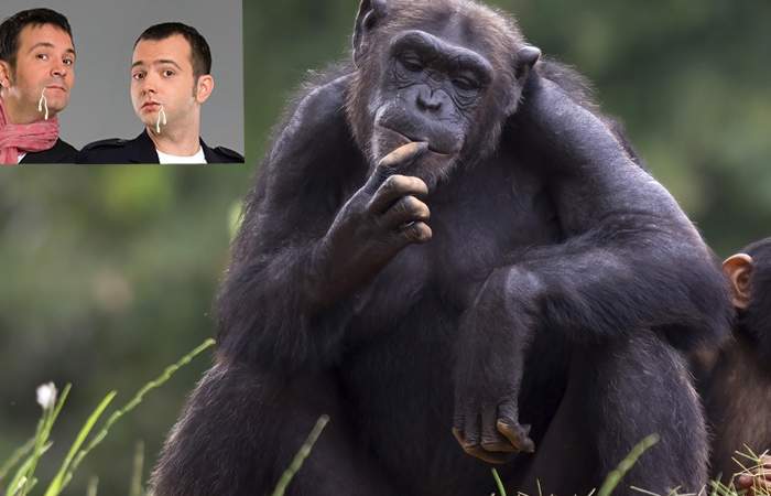 Reacție demnă a unui cimpanzeu de la Zoo Băneasa: ”Nu mă cobor la nivelul lui Buzdugan și Morar”