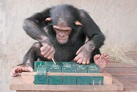 Cimpanzeu, dat afară de la Click după ce colegii l-au surprins încercând să evolueze în om