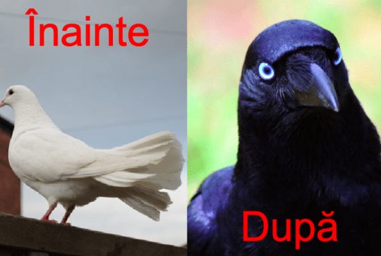 Poluare alarmantă. 90% din ciorile din Bucureşti sunt de fapt porumbei albi