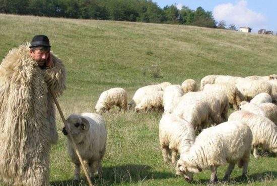 Ciobanii din Sibiu spun că zerul fiziologic e mai eficient decât vaccinul Pfizer