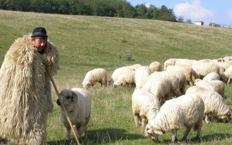 Ciobanii din Sibiu spun că zerul fiziologic e mai eficient decât vaccinul Pfizer