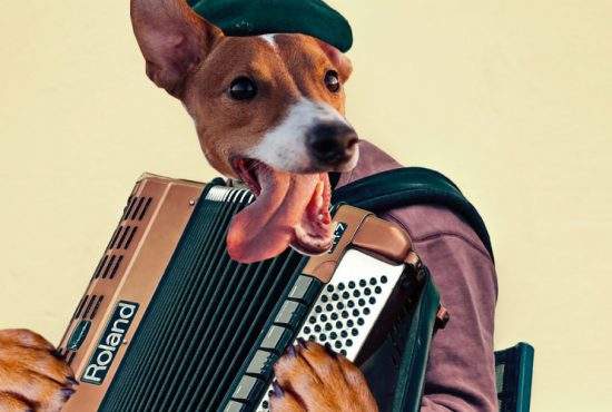 A fost omologat ciobănescul de Ferentari, câinele care poate să cânte la acordeon