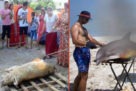 Țiganii care au tăiat porcul în Mamaia, detronați! Un cocalar a pârlit un delfin direct pe plajă