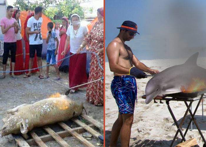 Țiganii care au tăiat porcul în Mamaia, detronați! Un cocalar a pârlit un delfin direct pe plajă