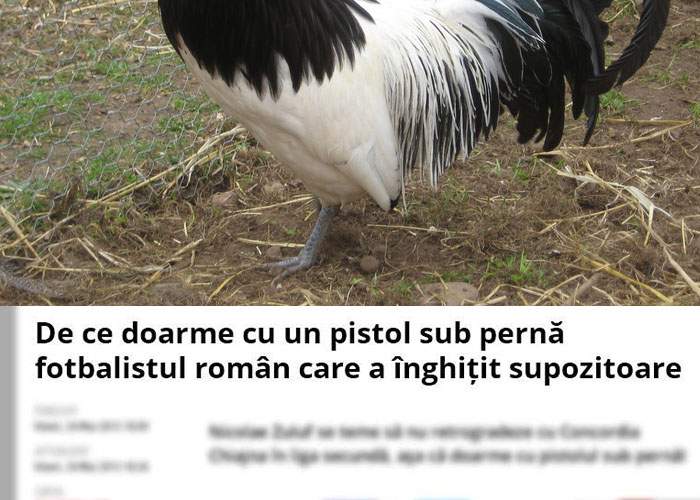 Veşti bune în cazul cocoşului care a trăit un an fără cap! Acum scrie titluri la sport.ro