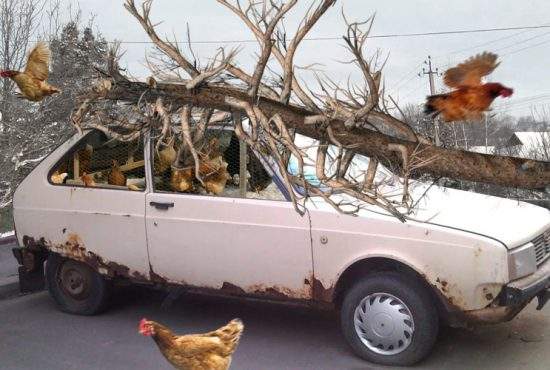 Tragedie. Un copac prăbuşit peste un Oltcit a ucis 25 de găini