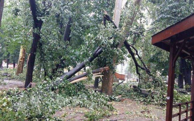 Mai mulți copaci din Parcul Central din Cluj au căzut la pământ, de la greutatea fanilor Untold cazați acolo