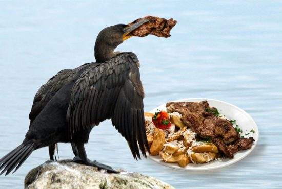 Studiu. Dacă în lacuri ar trăi cefe de porc, cormoranii n-ar mai mânca peşti!