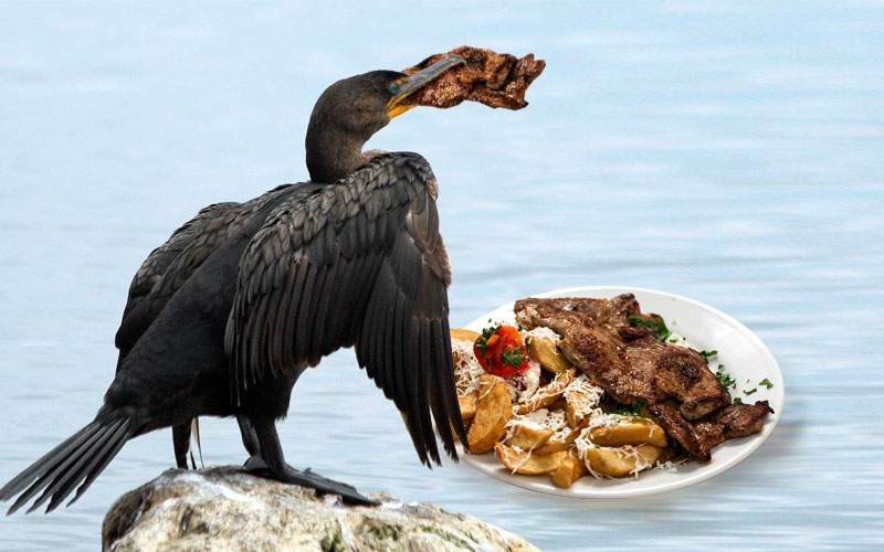 Studiu. Dacă în lacuri ar trăi cefe de porc, cormoranii n-ar mai mânca peşti!