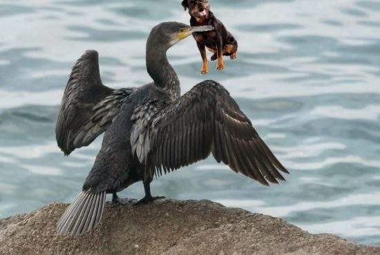 Care chihuahua luat de pescăruş? La Tulcea un rottweiler a fost răpit de un cormoran!