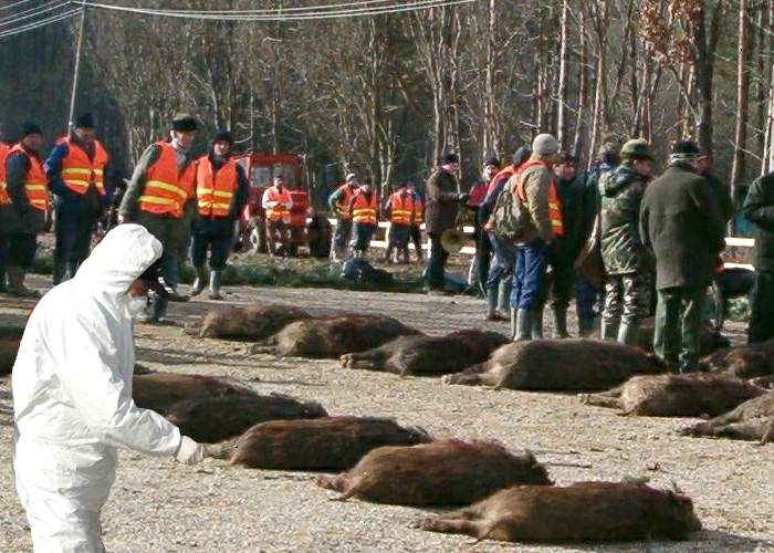 Expertiza judiciară arată că mistreţii ucişi la Balc prezintă urme de viol