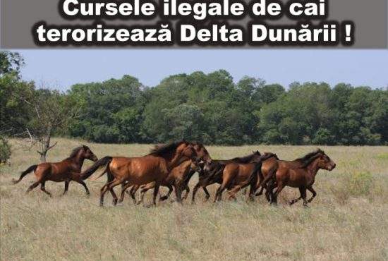 Caii din Deltă organizează curse ilegale în Pădurea Letea